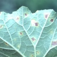 The underside of a cantaloupe leaf showing downy mildew lesions. Often, spore masses are not visible to the naked eye but are nonetheless present. They can be seen with a 20X hand lens.
