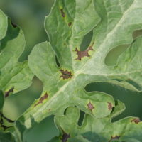 watermelon anthracnose